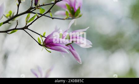 Blooming, fresh, pink magnolia flower. Another buds on the branches of the bush. Nature comes to life in spring. Natural, blurred background. Beautifu Stock Photo