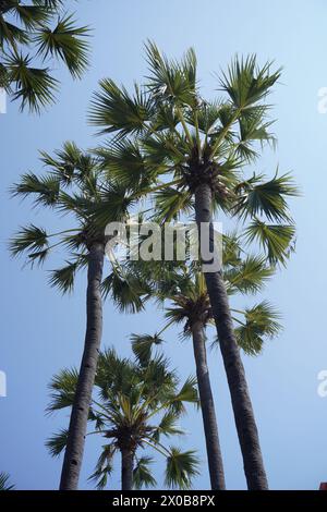 Tall palm trees and photographed from below against the background of a blue sky during the day Stock Photo
