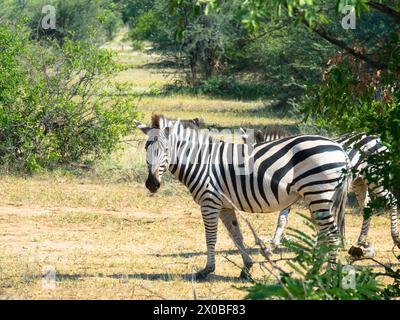 Grevy's zebra stands in the grass in natural habitat. Okavango Delta, Botswana, Africa. Tourism and vacations concept. Stock Photo