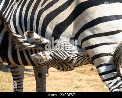 A mother Grevy's zebra suckles her young foal in the savanna. Okawango Delta, Botswana, Africa. Close up. Stock Photo