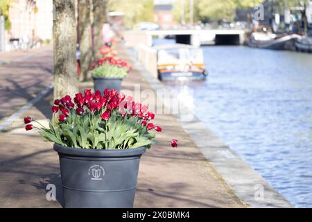 Amsterdam, Netherlands. 10th Apr, 2024. Flowerpots with tulips are seen on the street during the 2024 Tulip Festival in Amsterdam, the Netherlands, April 10, 2024. Credit: Sylvia Lederer/Xinhua/Alamy Live News Stock Photo