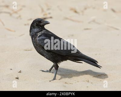 Carrion crow (Corvus Corone) on a beach in Northern Germany Stock Photo