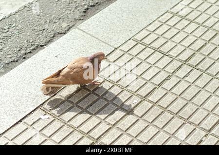 a pigeon walking on the pavement in a street Stock Photo