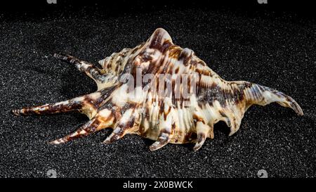 Spider conch seashell, lambis tiger, on a black sand background close-up Stock Photo