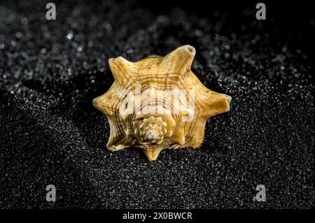 Strombus pugilis seashell on a black sand background close-up Stock Photo
