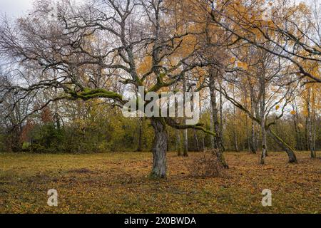 An Old Silver Birch in autumn, betula pendula. Silver Birch (Betula pedula) covered in crustose lichens and mosses growing on branches.  Woodland in a Stock Photo