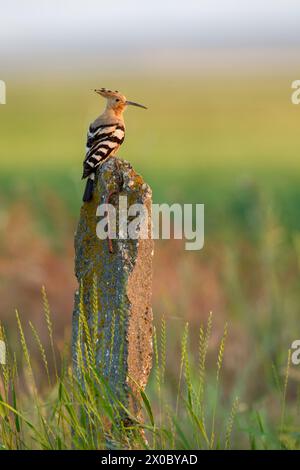 Hoopoe, (Upupa epops) perched on a lichen covered concrete post in warm morning light Stock Photo