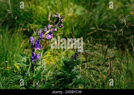 Close-up of common monkshood (Aconitum napellus) taken in the Ortler Alps Stock Photo