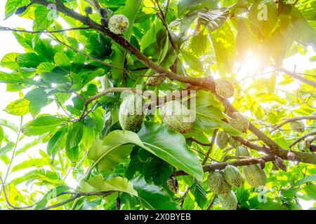 Green walnuts ripen, on branch of tree with green leaves close-up with rays of bright sun. Concept of growing Stock Photo