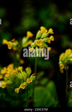 Blooming Primula veris, common cowslip, cowslip primrose Stock Photo