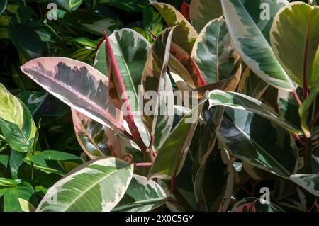 Sydney Australia, variegated leaves of a ficus elastica in the sunshine Stock Photo