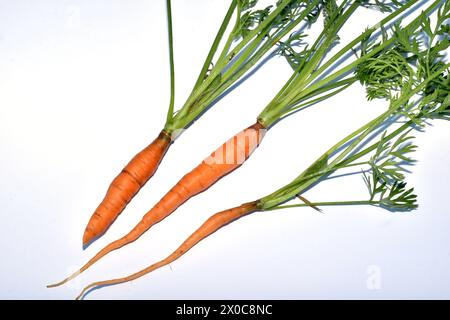 The picture shows a botanical illustration of a carrot plant, its three fruits with green leaves. Stock Photo