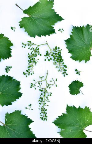 The picture shows a texture pattern made up of grape leaves, unripe fruits and stems on a white background. Stock Photo