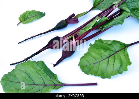 On a white background, the first formed fruits of red beets and green leaves with red veins. Stock Photo