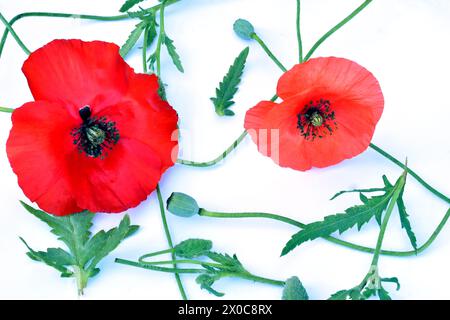 Texture drawing. On a white background, two red poppy flowers, long stems of the plant and boxes with poppy seeds. Stock Photo