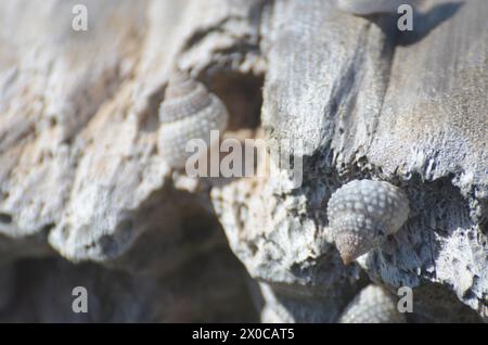 A pile of shells on a log. The shells are of different sizes and colors. The log is brown and has a rough texture. The scene gives off a sense of natu Stock Photo