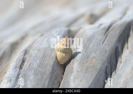 A pile of shells on a log. The shells are of different sizes and colors. The log is brown and has a rough texture. The scene gives off a sense of natu Stock Photo