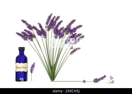 Lavender herb flower aromatherapy essential oil used in natural alternative herbal medicine. Abstract healthy adaptogen food floral nature design on w Stock Photo