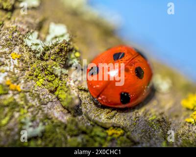 Closeup shot of ladybug on moss-covered plum-tree branch Stock Photo