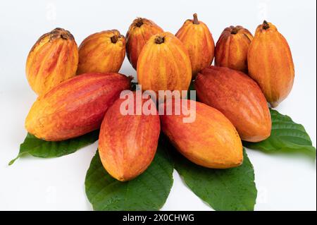 Many riped cacao pods with green leafs isolated on white studio background Stock Photo