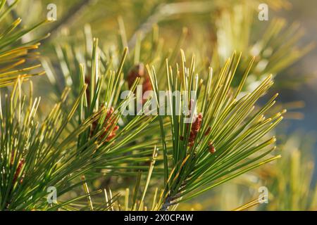 Pine seeds backlit during the morning, Alcoy, Spain Stock Photo