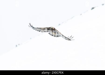 Golden eagle soaring with white sky in the background. Stock Photo