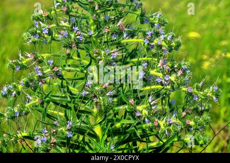 Bugloss, echium (Echium biebersteinii). Dry steppe with intensive grazing of cattle and sheep, but this plant is not eaten because it is highly poison Stock Photo