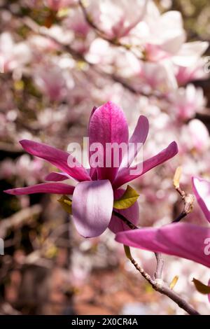 Beautiful pink magnolia flowers on tree. Magnolia blooms in spring garden Blooming magnolia, tulip tree. Magnolia Sulanjana close-up spring background Stock Photo