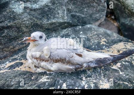 Wintering seagull dies on the shores of the Persian Gulf. Surf foam and sand cover the feathers Stock Photo