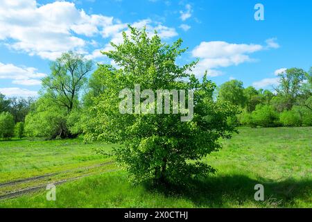 European wild apple (Malus sylvestris) tree among floodplain forest and floodplain meadow Stock Photo