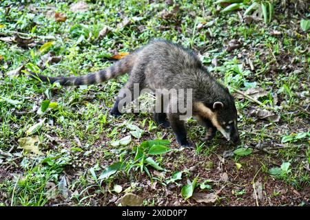 South American coati (Nasua nasua), also known as the ring-tailed coati, close to Iguazu Falls in Brazil. Stock Photo