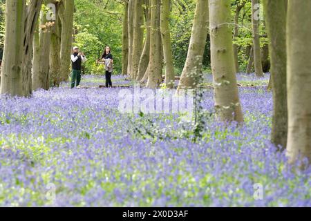 Visitors to Wanstead Park in north-east London enjoy the early display of bluebells in Chalet Woods. Picture date: Thursday April 11, 2024. Stock Photo