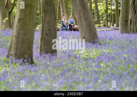 Visitors to Wanstead Park in north-east London enjoy the early display of bluebells in Chalet Woods. Picture date: Thursday April 11, 2024. Stock Photo