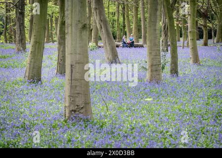 Visitors to Wanstead Park in north-east London enjoy the early display of bluebells in Chalet Woods. Picture date: Thursday April 11, 2024. Stock Photo