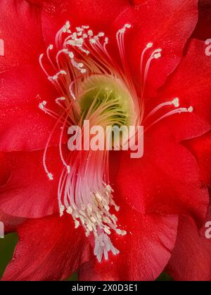 blattkaktus rot Epiphyllum ackermanii