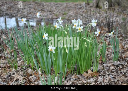 White Narcissus Flowers Blooming by a Pond in Early Spring Stock Photo