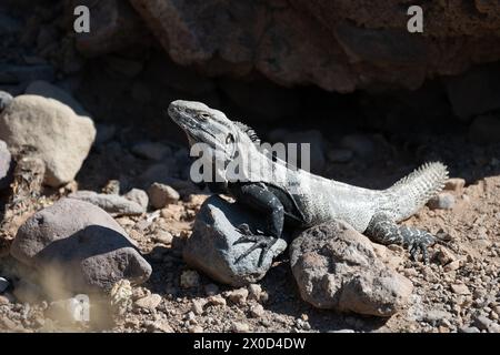 A Spiny Tailed Iguana lizard also called Baja California spiny-tailed iguana or Cape Spiny-tailed Iguana, (Ctenosaura hemilopha) on San Esteban Island. Stock Photo