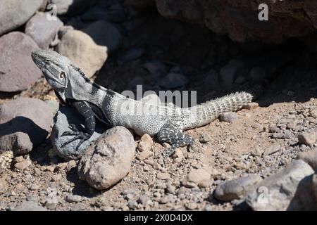 A Spiny Tailed Iguana lizard also called Baja California spiny-tailed iguana or Cape Spiny-tailed Iguana, (Ctenosaura hemilopha) on San Esteban Island. Stock Photo