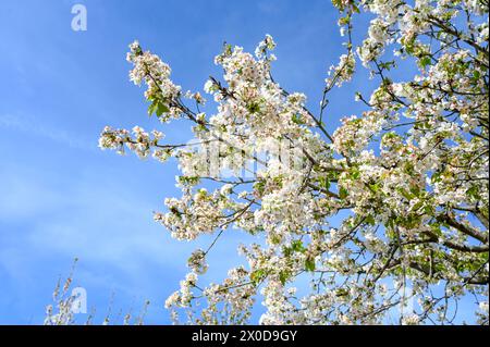 Blooming tree in spring. White flowers of sour cherry. Blooming sour cherry tree in orchard. Prunus cerasus. Stock Photo