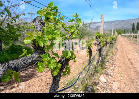 Young green leaves on a vine in a vineyard. Close-up of vine leaves in spring. Grape vines in a row. Stock Photo