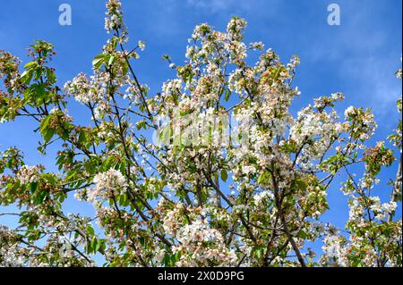 Blooming tree in spring. White flowers of sour cherry. Blooming sour cherry tree in orchard. Prunus cerasus. Stock Photo