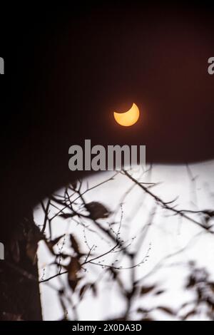 April 2024 solar eclipse seen in a forest in Indiana, USA Stock Photo