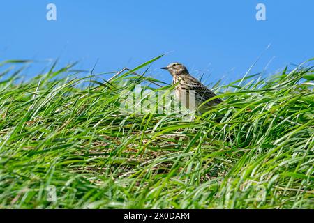 Meadow pipit (Anthus pratensis) foraging in grassland in early spring Stock Photo