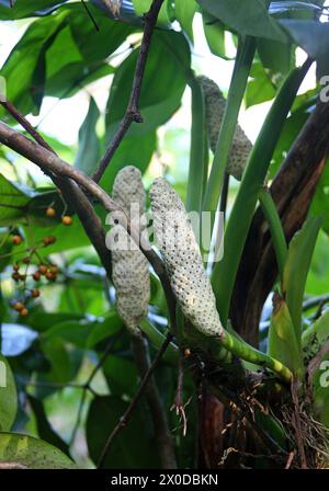 Adanson's Monstera or Five Holes plant, Monstera adansonii, Araceae. Tortuguero, Costa Rica. Stock Photo
