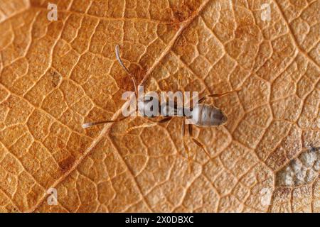 Odorous House Ant (Tapinoma sessile) Stock Photo