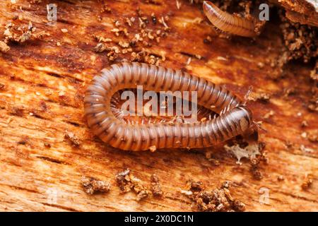 Barrel Millipede (Cylindroiulus sp.) Stock Photo