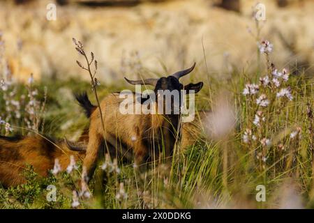 Majorcan goat, Cala Pilota, Manacor, Mallorca, Balearic Islands, Spain Stock Photo