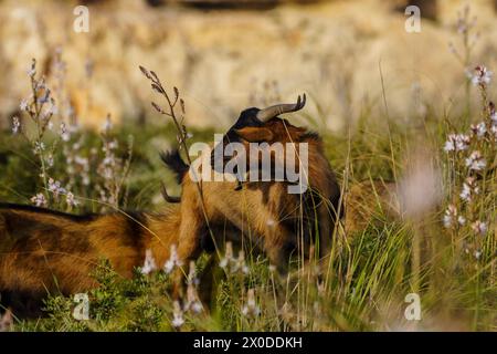 Majorcan goat, Cala Pilota, Manacor, Mallorca, Balearic Islands, Spain Stock Photo