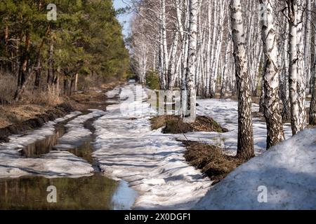 Birch and pine forest in early spring. Early spring forest. First warm days Stock Photo