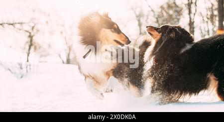 Funny Tricolor Rough Collie, Scottish Collie, English Collie, Lassie Dogs Running Together Outdoor In Snowy Park At Winter Day. Active Dogs Play In Stock Photo